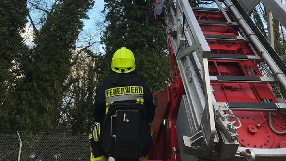 Die Feuerwehren aus Völlen und Papenburg mussten den 20 bis 25 Meter hohen Baum fällen. © Foto: Feuerwehr