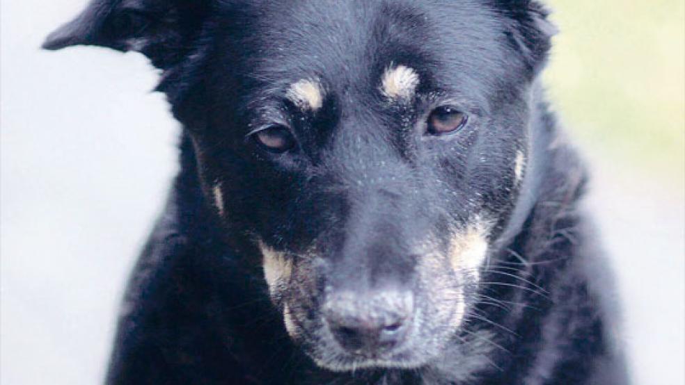 »Agathe« würde sich in einer ruhigen Umgebung ohne kleine Kinder sehr wohl fühlen. © Foto: Tierschutz Rheiderland