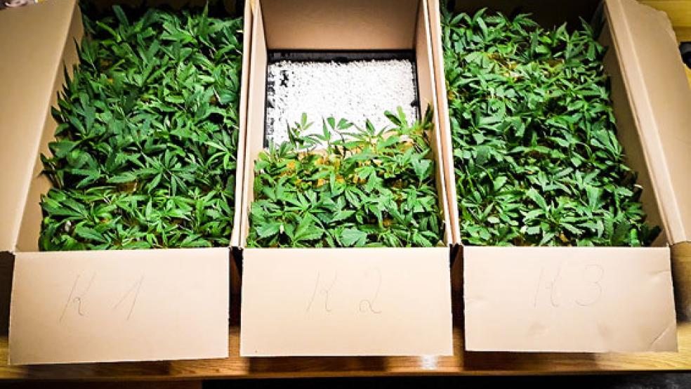 Hausdurchsuchung in Norden: Es wurden 50 Cannabispflanzen und weiteres Zubehör sichergestellt. © Foto: RZ-Archiv