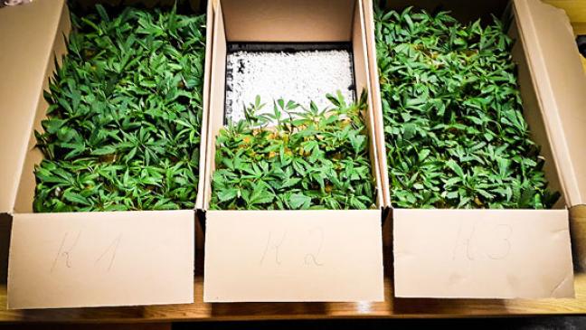 50 Cannabispflanzen in Norden entdeckt