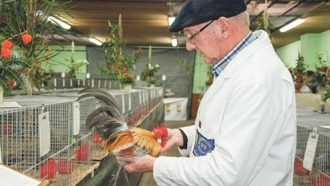 Geflügelzüchter starten in neue Saison