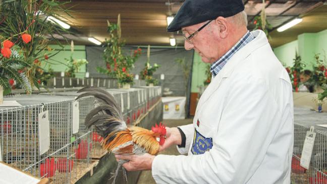 Geflügelzüchter starten in neue Saison