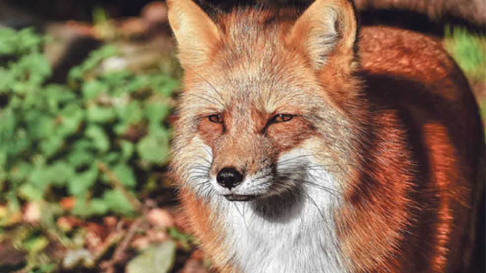 Dem Schutz des Fuchses hat sich ein bundesweites Aktionsbündnis verschrieben, das auch der Verein »Pro Fuchs« aus Ostfriesland unterstützt. © Foto: Pixabay