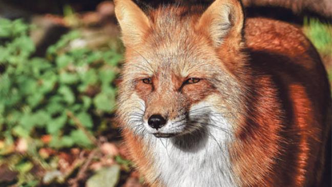 Bündnis fordert Ende der Fuchsjagd