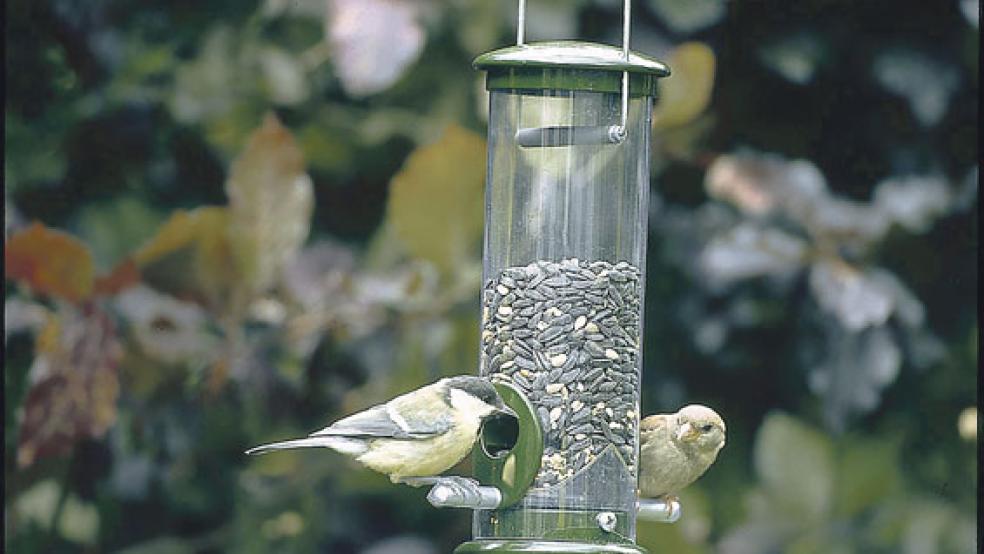 Bei der »Stunde der Wintervögel« liefern sich Haussperling und Kohlmeise ein Kopf-an-Kopf-Rennen. © Foto: NABU Ostfriesland