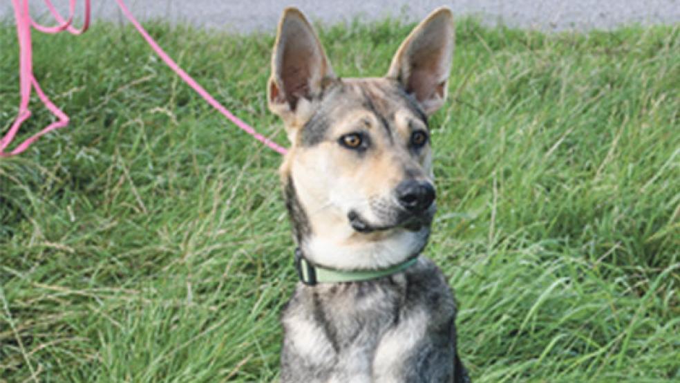 »Paul« ist ein rund dreijähriger Mischlingshund. © Foto: privat