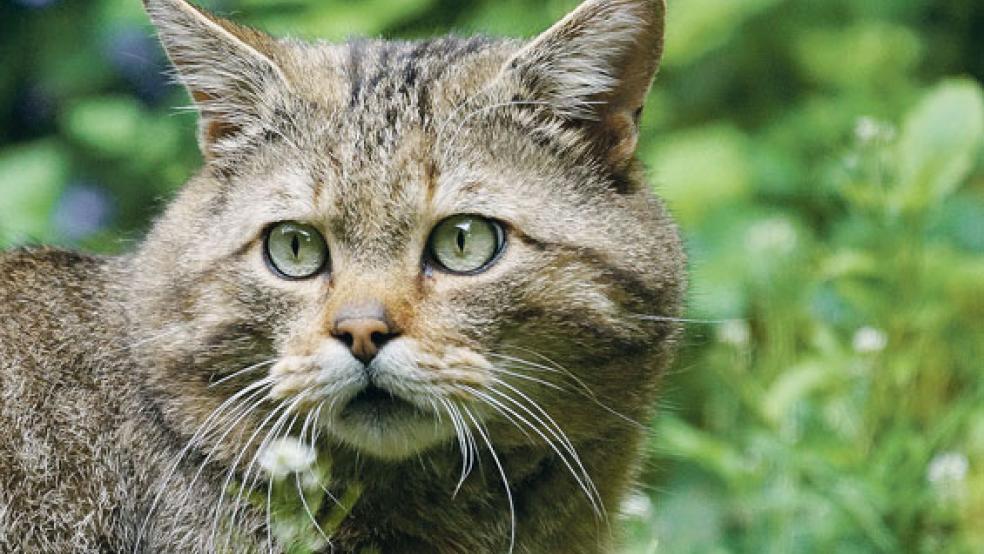 Wer eine freilebende Katze einfängt, kann sie bis 15. März kostenlos bei einem Tierarzt kastrieren lassen. © Foto: Pixarbay