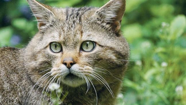 Freilebende Katzen kastrieren