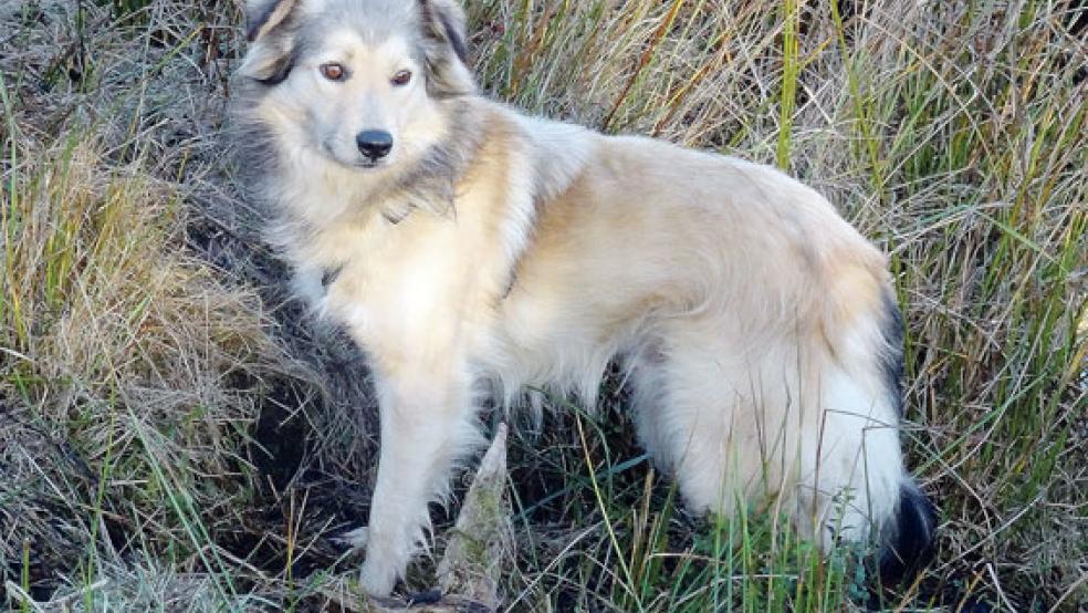 »Simba« ist ein Collie-Mischling. Nach langer Zeit ist er nun wieder zu Hause. © Foto: privat
