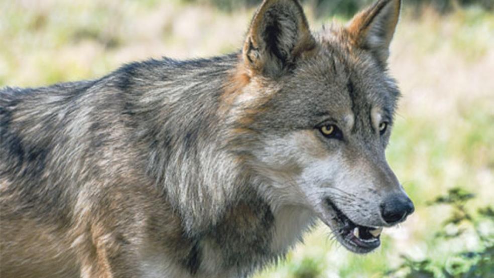 Dass Wölfe auch durch den Kreis Leer ziehen, ist unstrittig. Umstritten ist indes, wie Schafe, Ziegen und Rinder effektiv vor den Raubtieren geschützt werden können. © Foto: Pixabay