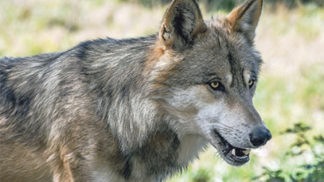 »Deichschafe wie McDonald’s für Wölfe«