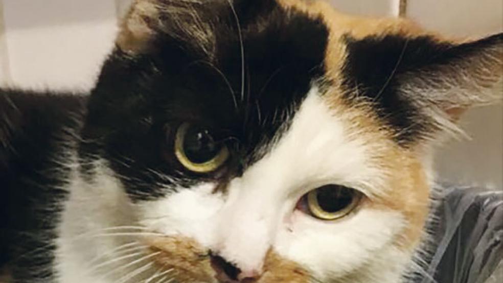 Pflegeleicht und anhänglich ist Katzendame »Magda«. © Foto: privat