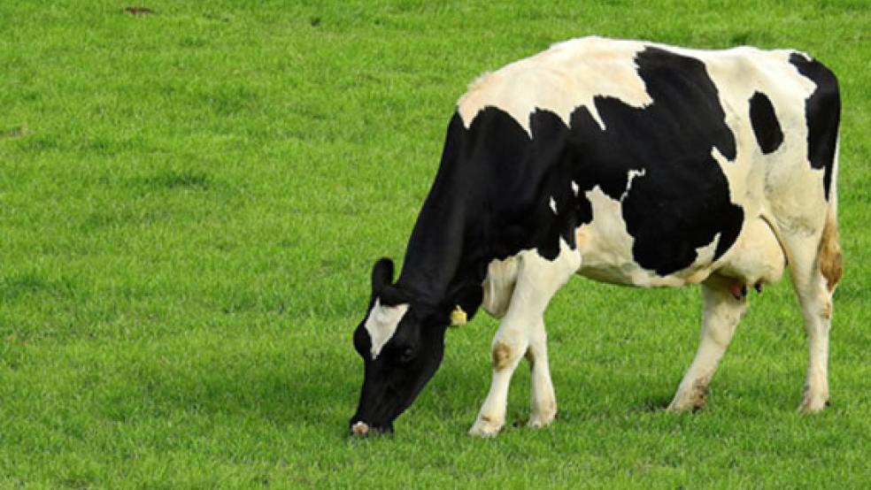 Ein vom Rinderherpes-Virus betroffener Hof in einem Ortsteil von Weener unterliegt keinen amtlichen Beschränkungen mehr. © Symbolfoto: Pixabay