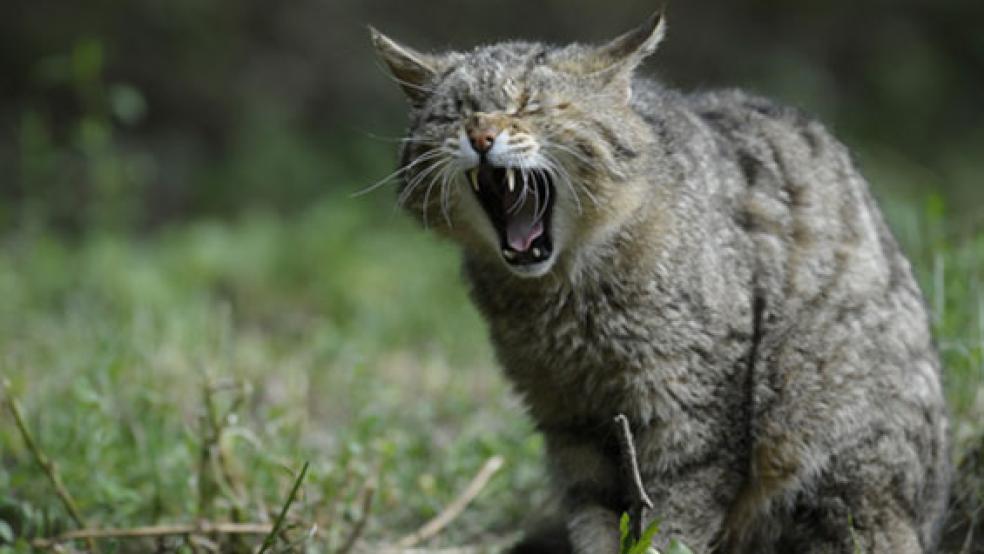 Die Kastration von freilebenden Katzen findet im Rheiderland großen Zuspruch. © Foto: Pixabay