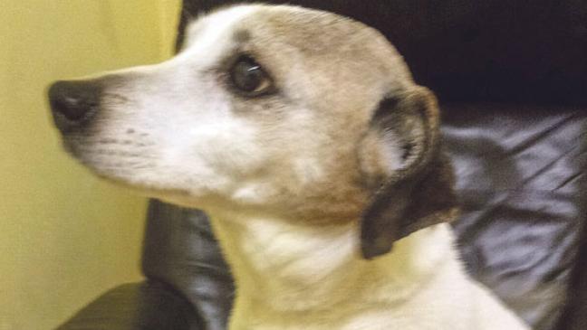 »Jack« sucht ein Zuhause