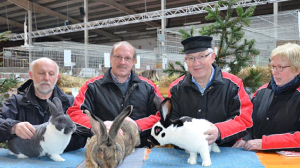 Erfolgreich in Leer schnitten auch diese Züchter von Rassekaninchenzuchtverein I 50 Aurich ab. Im Bild von links Johann Djuren mit einem Mecklenburger Schecken blau-weiß Alfred Oltmanns, mit einem Deutschen Riesen wildfarben und Vereinsvorsitzender Warner Behrends mit seiner Frau Antje und einem Deutschen Riesenschecken schwarz-weiß. Alle holten Landesmeistertitel, Ehrenpreise und Medaillen. © Foto: Penning
