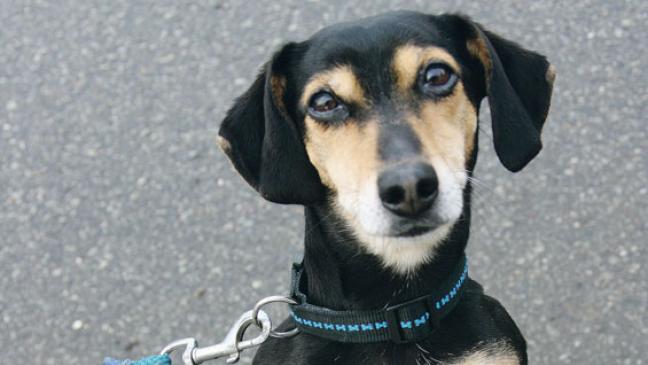 »Lissy« sucht ein neues Zuhause