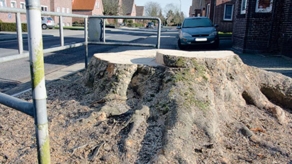 Nur noch ein nackter Stumpf ist von der einst so imposanten Rotbuche an der Graf-Edzard-Straße geblieben. © Foto: Hanken