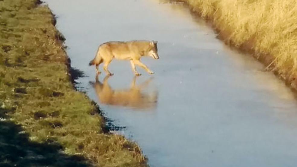 »Eisläufer«: Vorsichtig tastete sich der Wolf gestern Vormittag bei Kirchborgum über einen vereisten Graben. Augenscheinlich handelte es sich um ein Jungtier. © Leserfoto: Spekker