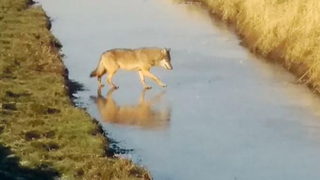Wolf wohl noch  im Kreisgebiet