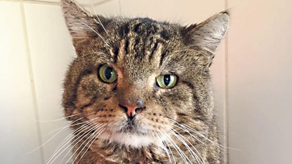 »Vitus« sucht ein neues Zuhause.  © Foto: Tierschutz