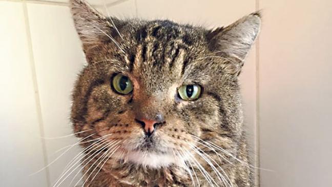 Streit geht »Vitus« aus dem Weg