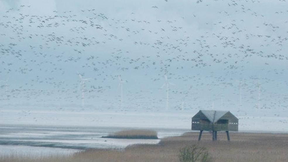 Der Naturschutzbund (NABU) Rheiderland bietet jetzt am Wochenende zwei Veranstaltungen an. Das Foto zeigt den Kiekkaaste und startende Blessgänse. © Foto: Ratering (NABU)