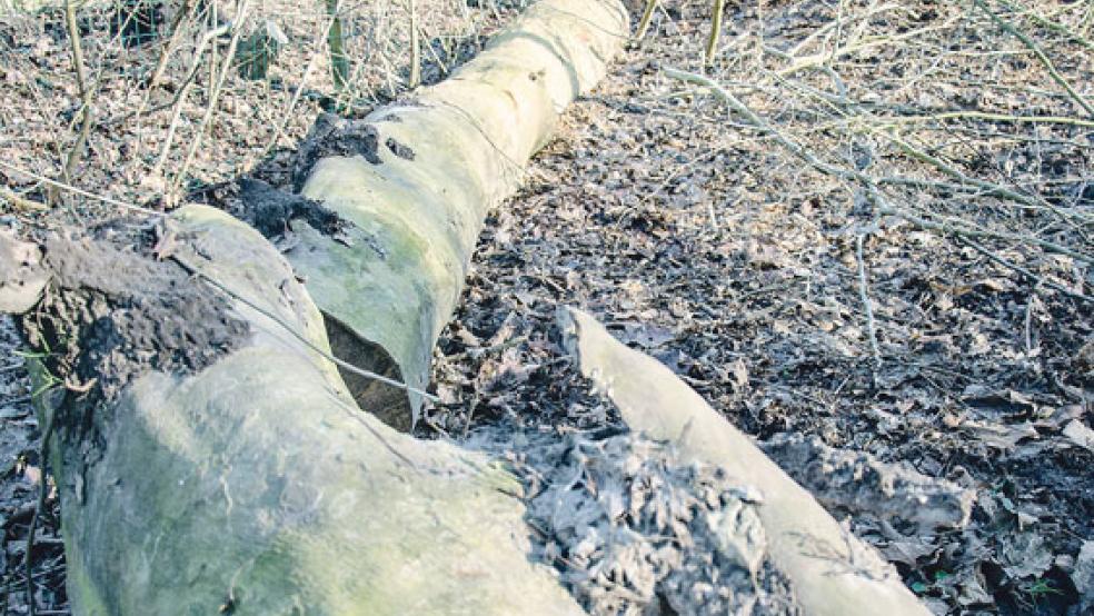 In Möhlenwarf und Kirchborgum müssen Bäume gefällt werden. Bei dem Foto handelt es sich um ein Archivbild.  © Foto: RZ-Archiv