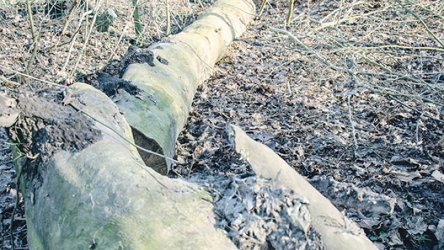 Stadt Weener  lässt Bäume fällen