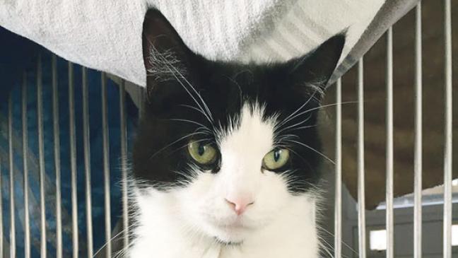 Er wird zum Schmusekater