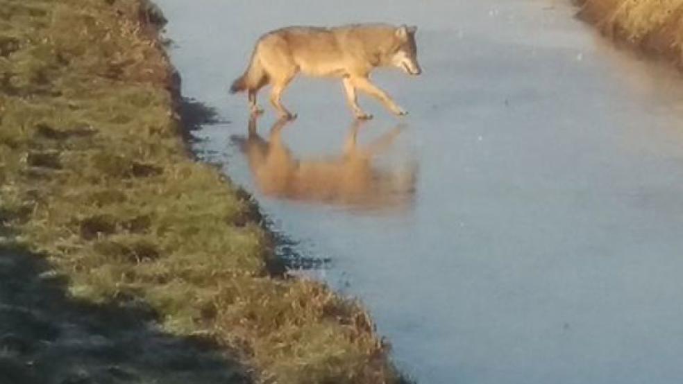 Am 7. Februar sorgte ein junger Wolf unter anderem bei Kirchborgum für Aufsehen. © Leserfoto: Spekker