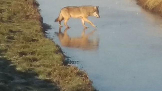 Wieder ein Wolf im Rheiderland?