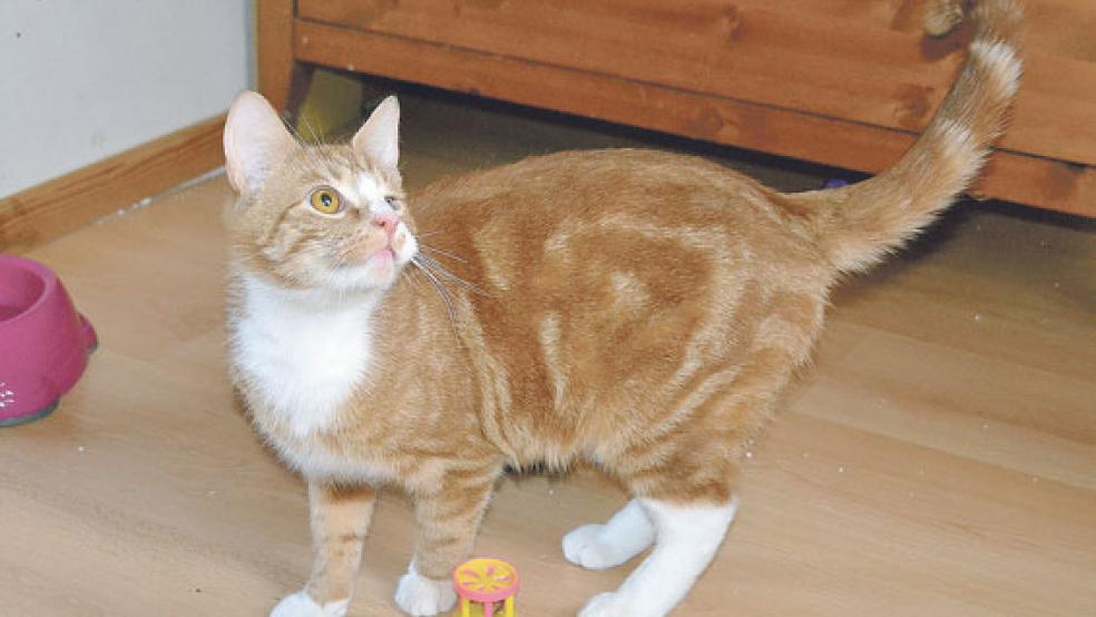 Trotz eines Handicaps ist »Moody« ein agiler Kater. © Foto: Streunerkatzen