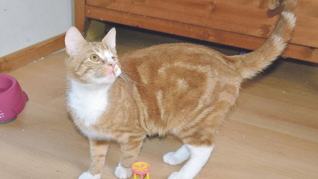 Katzendame und roter Charmeur