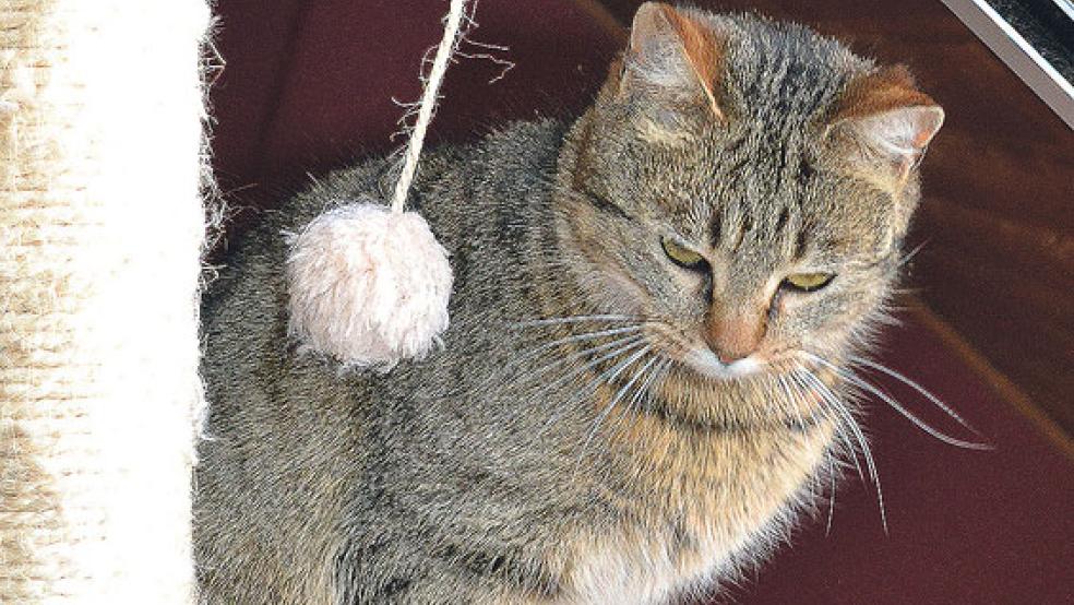 Haben harte Zeiten hinter sich: Die Katzendame »Romy«. © Fotos: privat