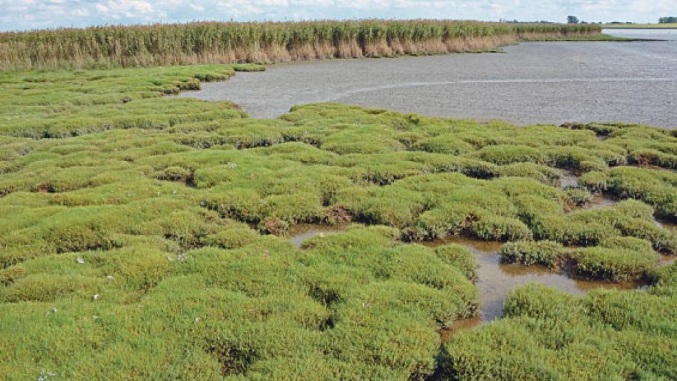 In den Salzwiesen in den Vorländern der Ems brüten zahlreiche Vogelarten. © Foto: NLWKN