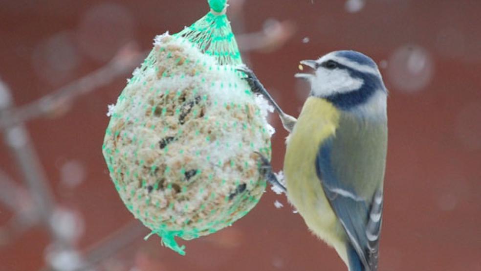 Wie lockt man Vögel in den heimischen Garten? Der NaBU Ostfriesland gibt Tipps.  © Foto: privat