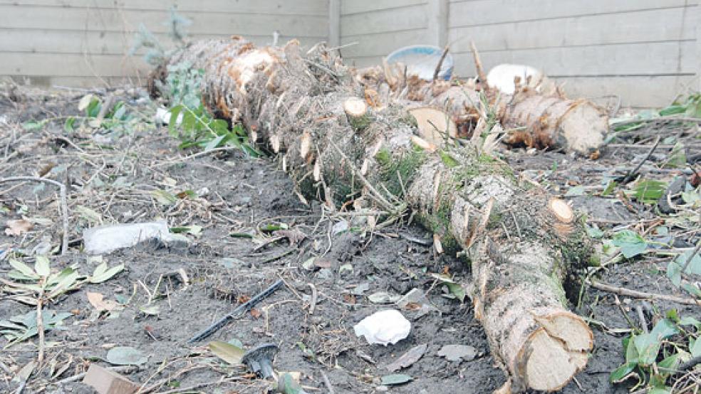 Kahlschlag: Bäume und Büsche an der Grenze des jetzigen Combi-Geländes sind bereits entfernt worden. © Foto: Hoegen