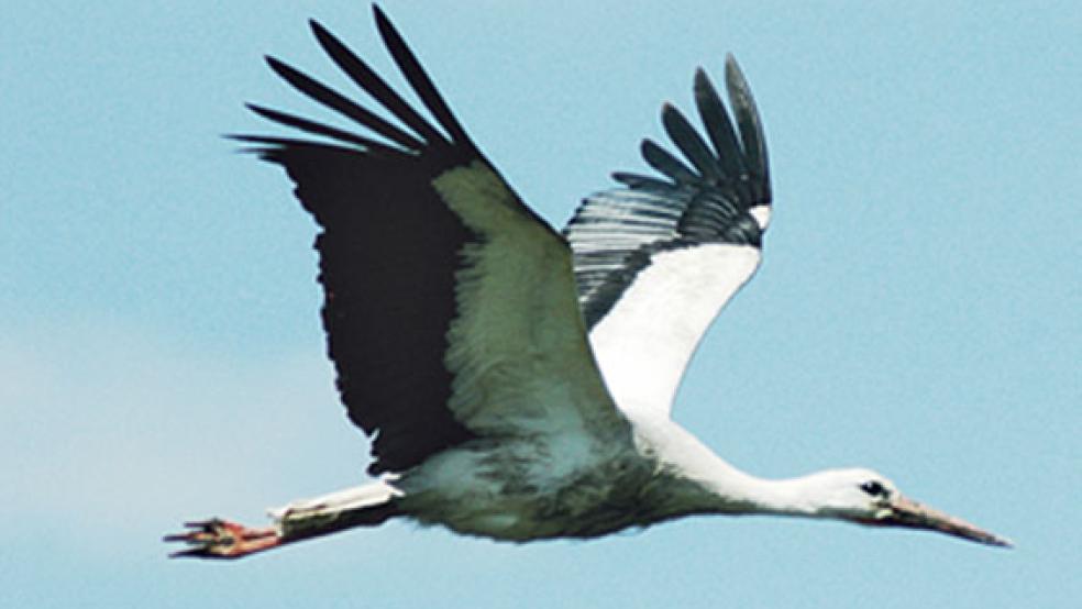 Der männliche Storch, der seit 2015 alljährlich für Bruterfolge in einem Nest auf dem Gelände des Sägewerks Hesse in Weener-Buschfeld gesorgt hat, hält diesem Standort die Treue. © Foto: Szyska