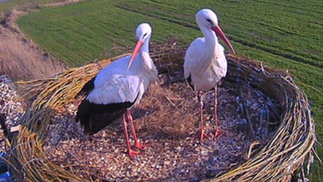 Storchenpaar wieder vereint