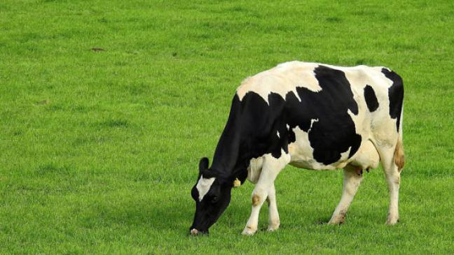 Erneut Hof von Rinderherpes betroffen