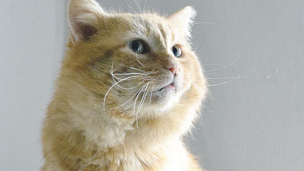 Verschmust und anhänglich: »Sam« sucht ein neues Zuhause. © Foto: Streunerkatzen