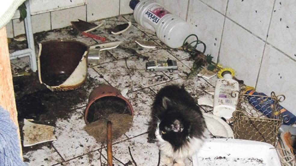 Erschreckende Zustände: Bei einer Kontrolle vor drei Jahren wurde diese Katze in einem völlig verdreckten Badezimmer entdeckt. © Archivfoto: Landkreis