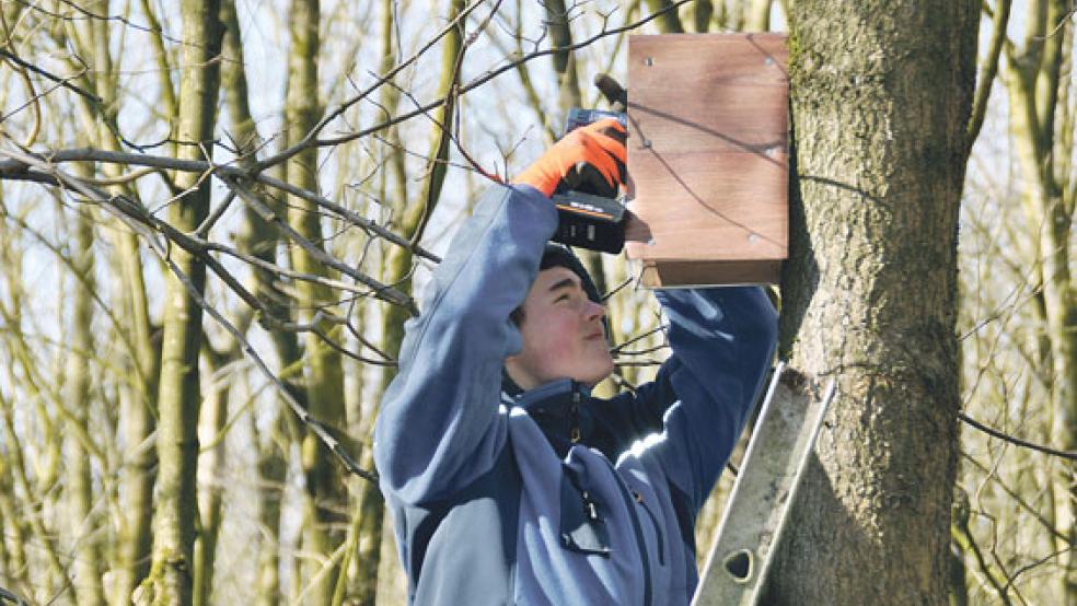 Die Mitglieder des Vogelzuchtvereins Weener und Umgebung und die Jugendgruppe trotzten am Samstag der eisigen Kälte und hängten im Stadtwald in Holthusen neue Nistkästen für einheimische Wildvögel auf. © Foto: privat