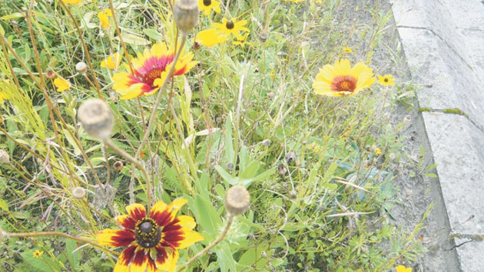 Blühstreifen - das ist für die SPD auch ein Projekt mit Perspektiven für Weener. © Foto: privat