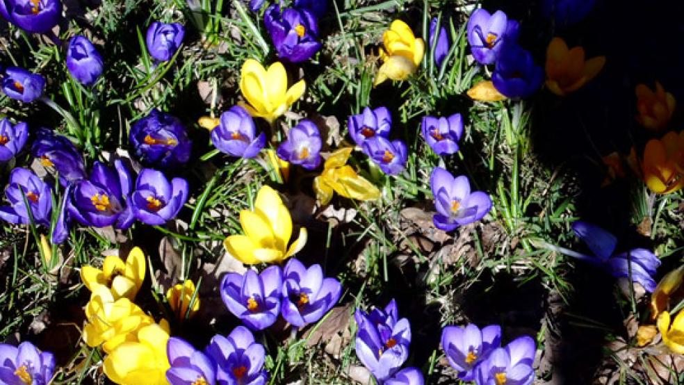 Mehr blühende Blumen: Ein Anfang wurde von Anwohnern in der Gasthuslohne in Stapelmoor gemacht, hier wurden mit Genehmigung der Stadt ein paar Tausend Krokusse gepflanzt. © Foto: privat