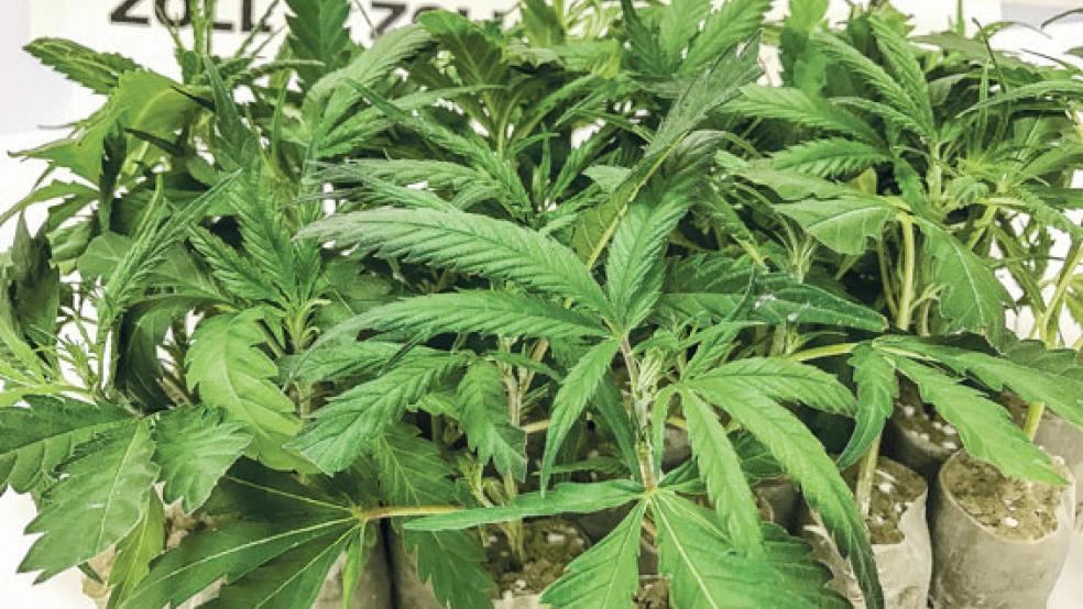 Das Ausgangsprodukt für Haschisch und Marihuana, die weibliche Hanfpflanze. © Foto: Hauptzollamt Oldenburg