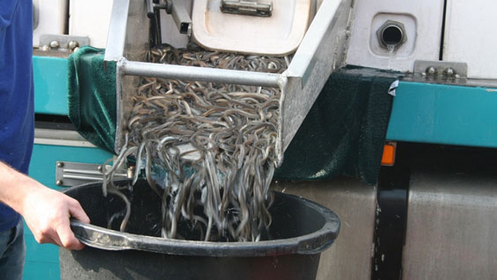 Jungaale gehören zu den Fischen, die der Angelsportverein Rheiderland in seine Gewässer einsetzt. © Foto: privat
