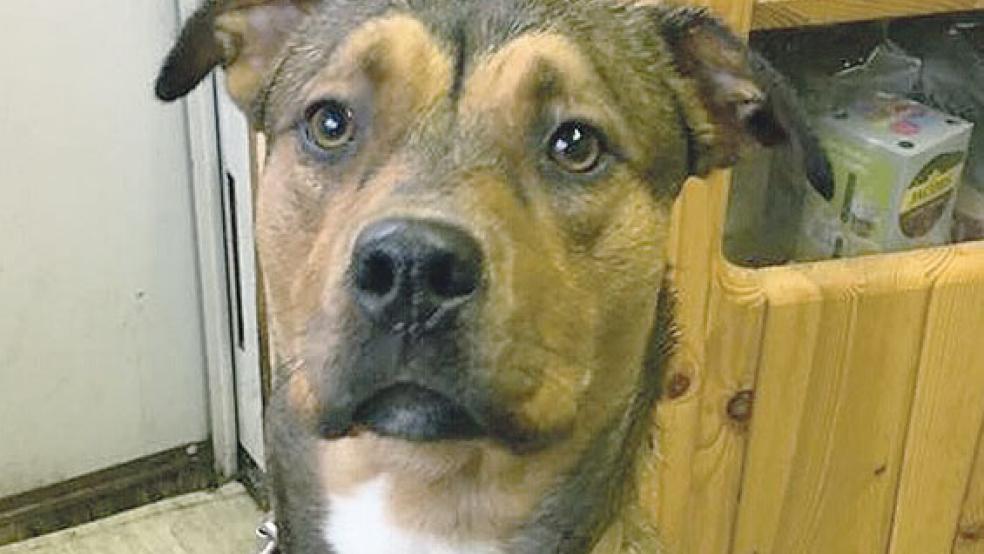 »Peggy« ist als Junghündin keinesfalls ausgelastet und sucht ein neues Herrchen oder Frauchen. © Foto: Tierschutz