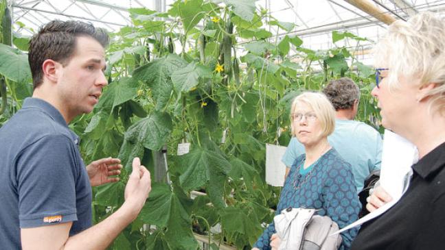 Bei Gurken: Geschmack ist nur die Frische